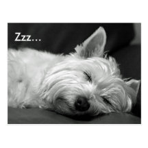 Niedliche Westie (Westhochland-Terrier) Hundepostk