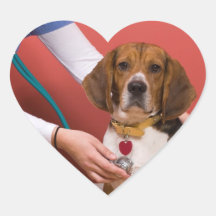 Niedlicher Beagle-Hund, der eine Veterinärüberprüf Herzaufkleber