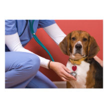 Niedlicher Beagle-Hund, der eine Veterinärüberprüf Personalisierte Ankündigung
