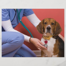 Niedlicher Beagle-Hund, der eine Veterinärüberprüf Flyer Druck