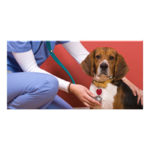 Niedlicher Beagle-Hund, der eine Veterinärüberprüf Individuelle Photo Karte