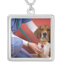 Niedlicher Beagle-Hund, der eine Veterinärüberprüf Halsketten