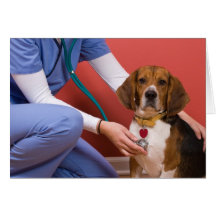 Niedlicher Beagle-Hund, der eine Veterinärüberprüf Karten