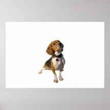 Niedlicher Beagle-Hund Posterdrucke