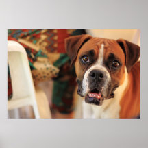 Niedlicher Boxer Poster