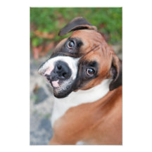 Niedlicher Boxerhund Fotografischer Druck