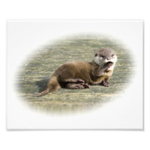 Niedlicher gähnender Baby-Otter Fotografie