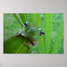 Niedlicher grüner offener Frosch auf verlassene Plakate