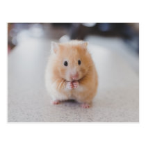 Niedlicher Hamster Postkarten