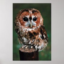Niedlicher kleiner wilder Eulen-Plakat-Druck