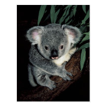 Niedlicher Koala-Bär Postkarten