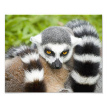 Niedlicher Lemur Stripey Schwanz Foto Drucke