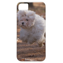 Niedlicher maltesischer Hund iPhone 5 Etui