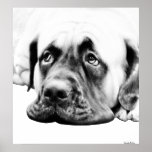 Niedlicher Mastiffhund Posterdrucke
