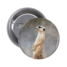 Niedlicher Meerkat Knopf Anstecknadelbuttons