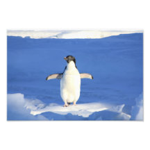 Niedlicher Penguin Fotos