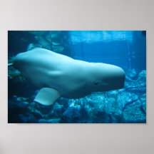 Niedlicher Playful Weißwal-Wal im Aquarium bei Geo Plakatdrucke