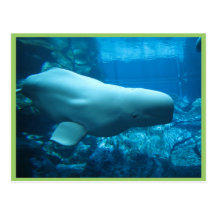 Niedlicher Playful Weißwal-Wal im Aquarium bei Geo Postkarten