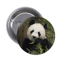 Niedlicher riesiger Panda Anstecknadel