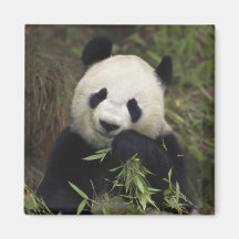Niedlicher riesiger Panda Magnete