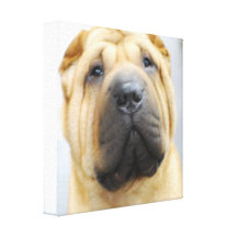 Niedlicher Shar Pei Leinwand-Druck Gespannter Galeriedruck