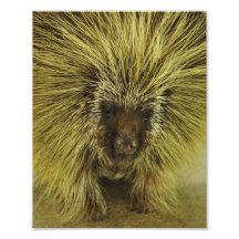 Niedlicher Texas-Stachelschwein-Foto-Druck