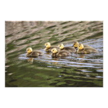 Niedliches Baby-Gans-Foto