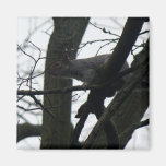 Niedliches Eichhörnchen, das in einem Baum sitzt Kühlschrankmagnete