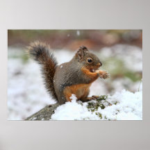 Niedliches Eichhörnchen im Schnee-Foto Posterdrucke