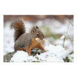 Niedliches Eichhörnchen im Schnee mit Erdnuss Kunst Foto