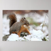 Niedliches Eichhörnchen im Schnee mit Erdnuss Plakatdruck