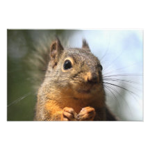 Niedliches Eichhörnchen-lächelndes Nahaufnahme-Fot