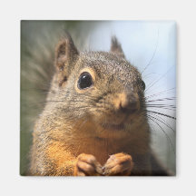 Niedliches Eichhörnchen-lächelndes Nahaufnahme-Fot Magnete