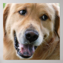 Niedliches goldener Retriever-Plakat