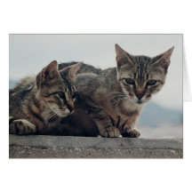 Niedliches Katzen-Duo Grußkarte