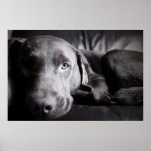 Niedliches Labrador auf Sofa Plakatdruck