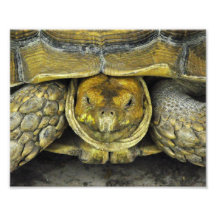 Niedliches Schildkröten-hallo Plakat Photos
