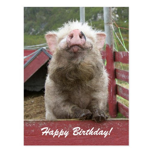 Niedliches Schweinalles Gute zum Geburtstag grüße Postkarte Zazzle