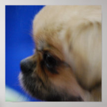 Niedliches tibetanisches Spaniel-Plakat
