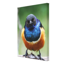 Niedliches und neugieriges königliches Starlings-V Leinwanddruck