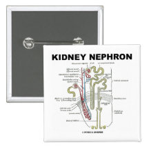 Niere Nephron Buttons