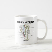 Niere Nephron Kaffeetassen