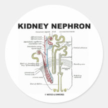Niere Nephron Runder Sticker