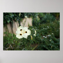Nocturmia Fotografie-Gelb-Pfau-Blume Posterdrucke