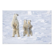 Nordamerika, Kanada, Manitoba, Churchill. 5 Kunstphotos