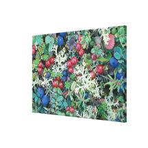 Nordamerika, USA, Alaska, Landschaft, Beeren Leinwand Druck