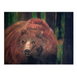 NORDAMERIKANISCHE GRIZZLYBÄR-POSTKARTE