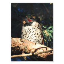 Nordaufflackern 5X7 Kunst Photo