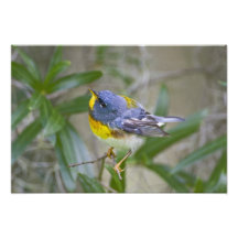 NordParulaParulaamericana) Mann Fotografische Drucke