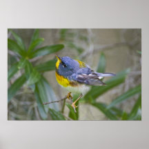 NordParulaParulaamericana) Mann Posterdrucke